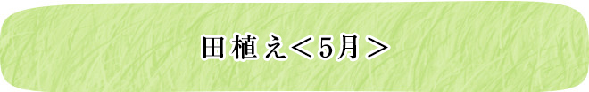 田植え＜5月＞