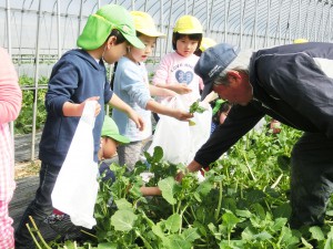 摘み取り方を園児に教える今野代表理事