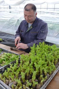 タラの芽の出荷作業をする社員