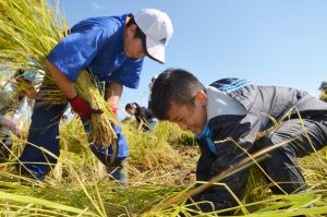 稲刈りを楽しむ子どもたち