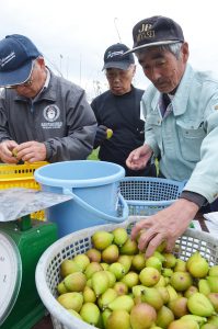 順調に育ったイチジクを選別する生産者