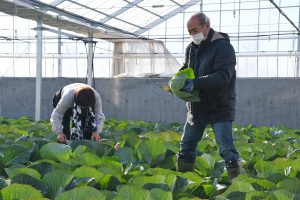 順調に育ったキャベツの収穫