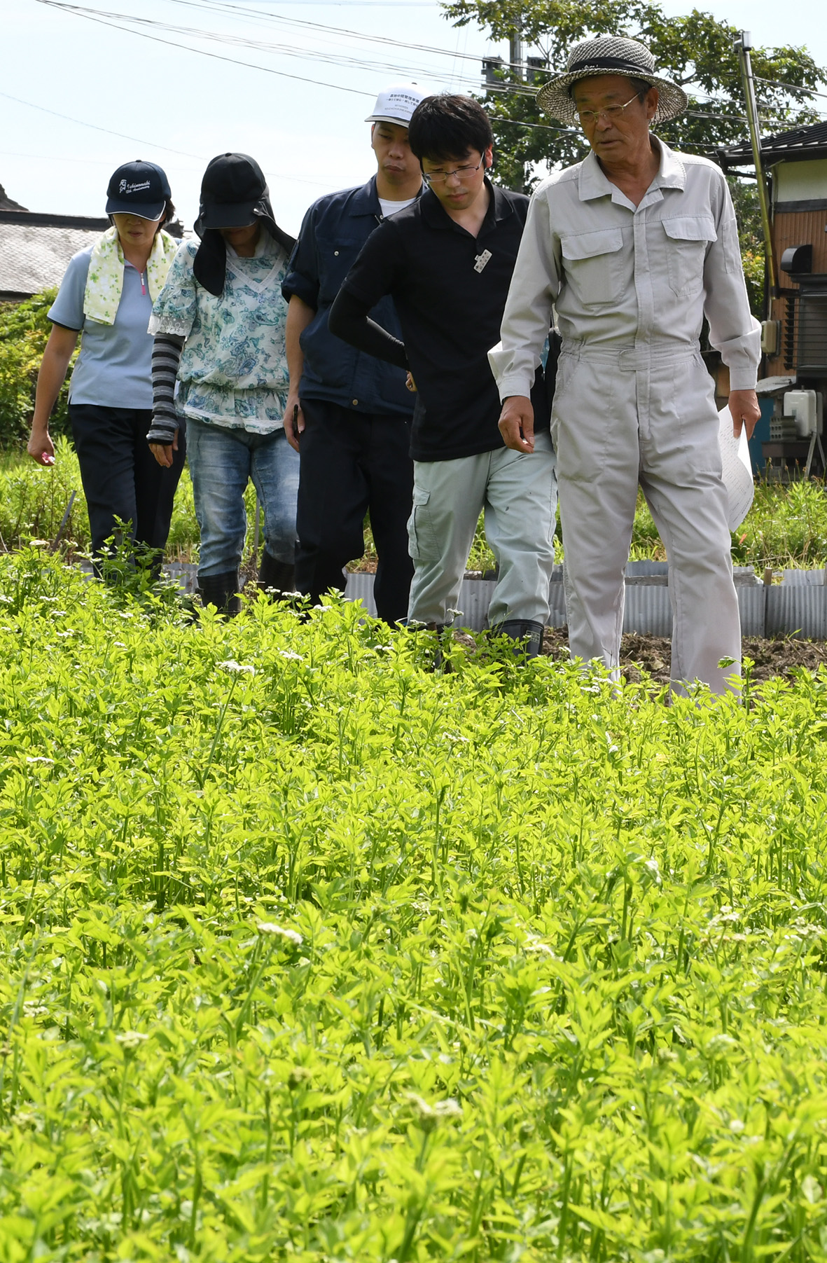 秋の栽培に備えよう 播種を前に種セリの生育確認 ｊａいしのまき