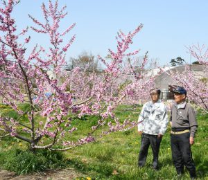 桃の花宮戸島を舞う