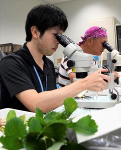 花芽を入念に検査する職員たち