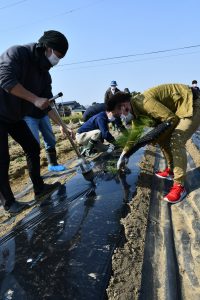 定植作業をする参加者