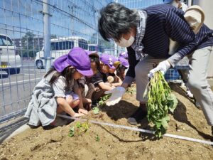 女性部員㊨から植え方を教わる園児ら